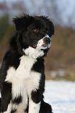 BORDER COLLIE 1126